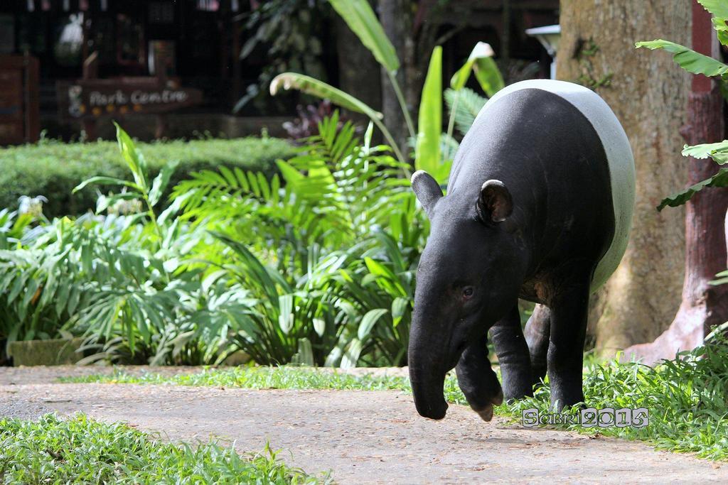 Готель Mutiara Taman Negara Куала-Таган Екстер'єр фото