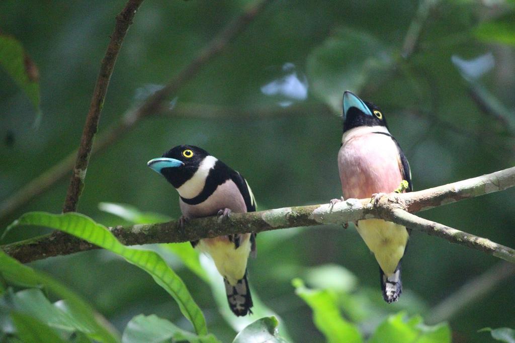 Готель Mutiara Taman Negara Куала-Таган Екстер'єр фото